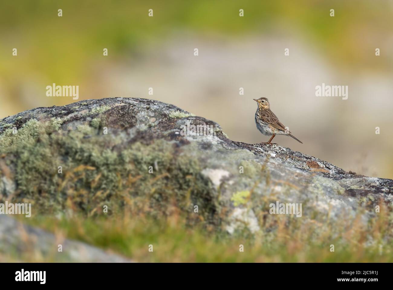 Meadow Pipit - Anthus pratensis, pequeño ave perchera marrón de prados y praderas europeas, Isla Runde, Noruega. Foto de stock