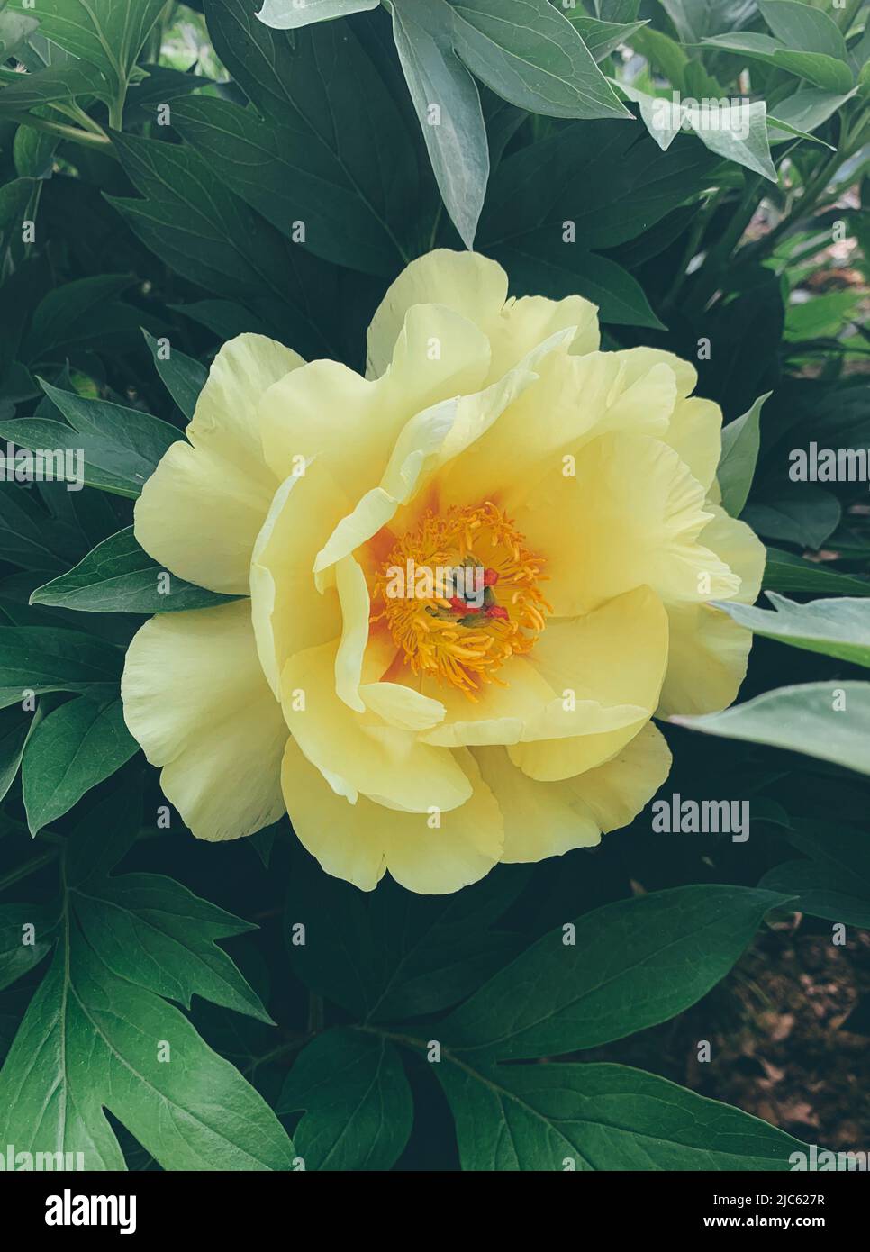 Hermosa flor de piedra amarilla fresca en flor completa en el jardín en el  lecho de flores con hojas verde oscuro, cerca. Verano fondo natural  Fotografía de stock - Alamy