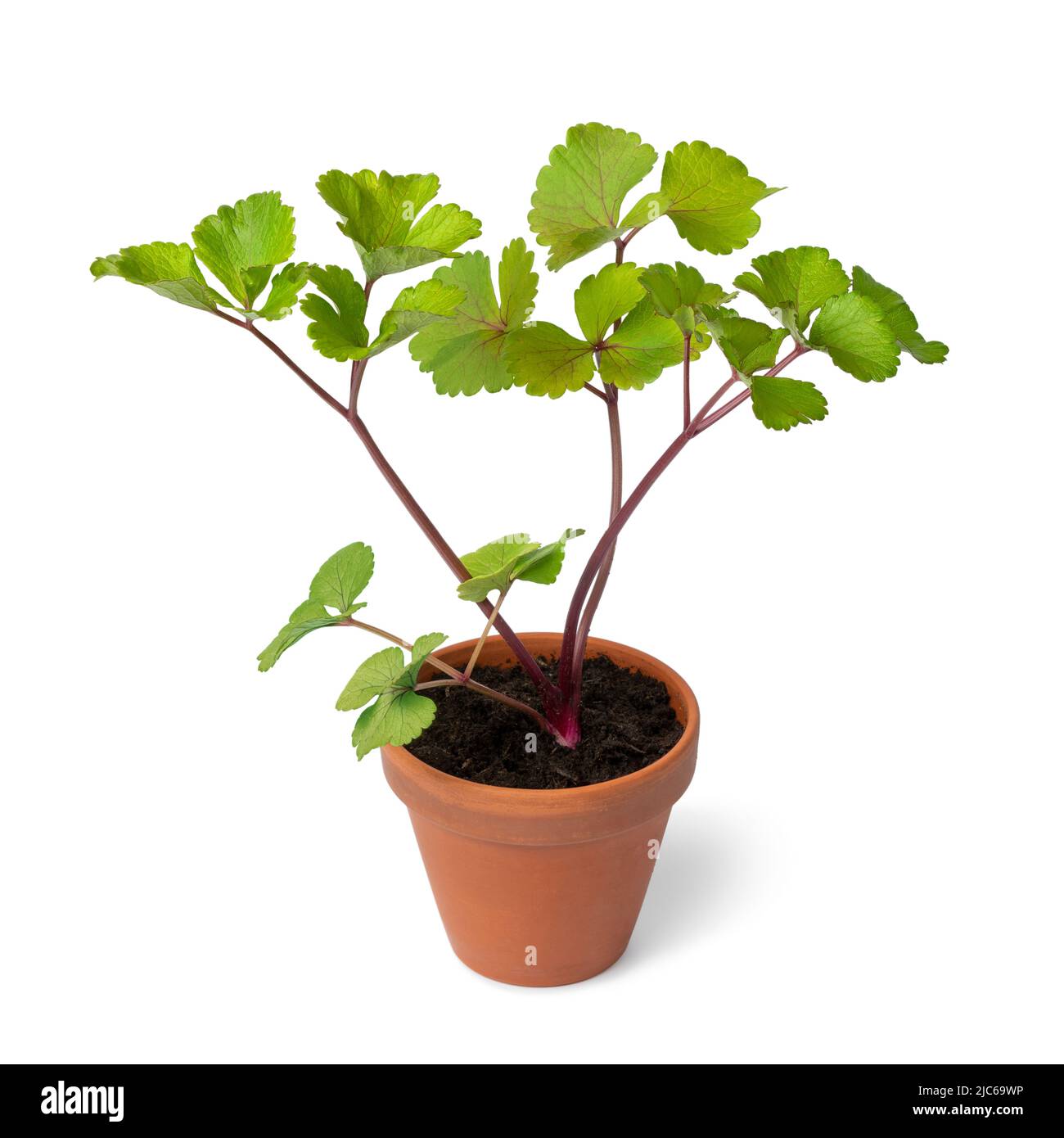 Scots Lovage planta en una olla aislada sobre fondo blanco Foto de stock