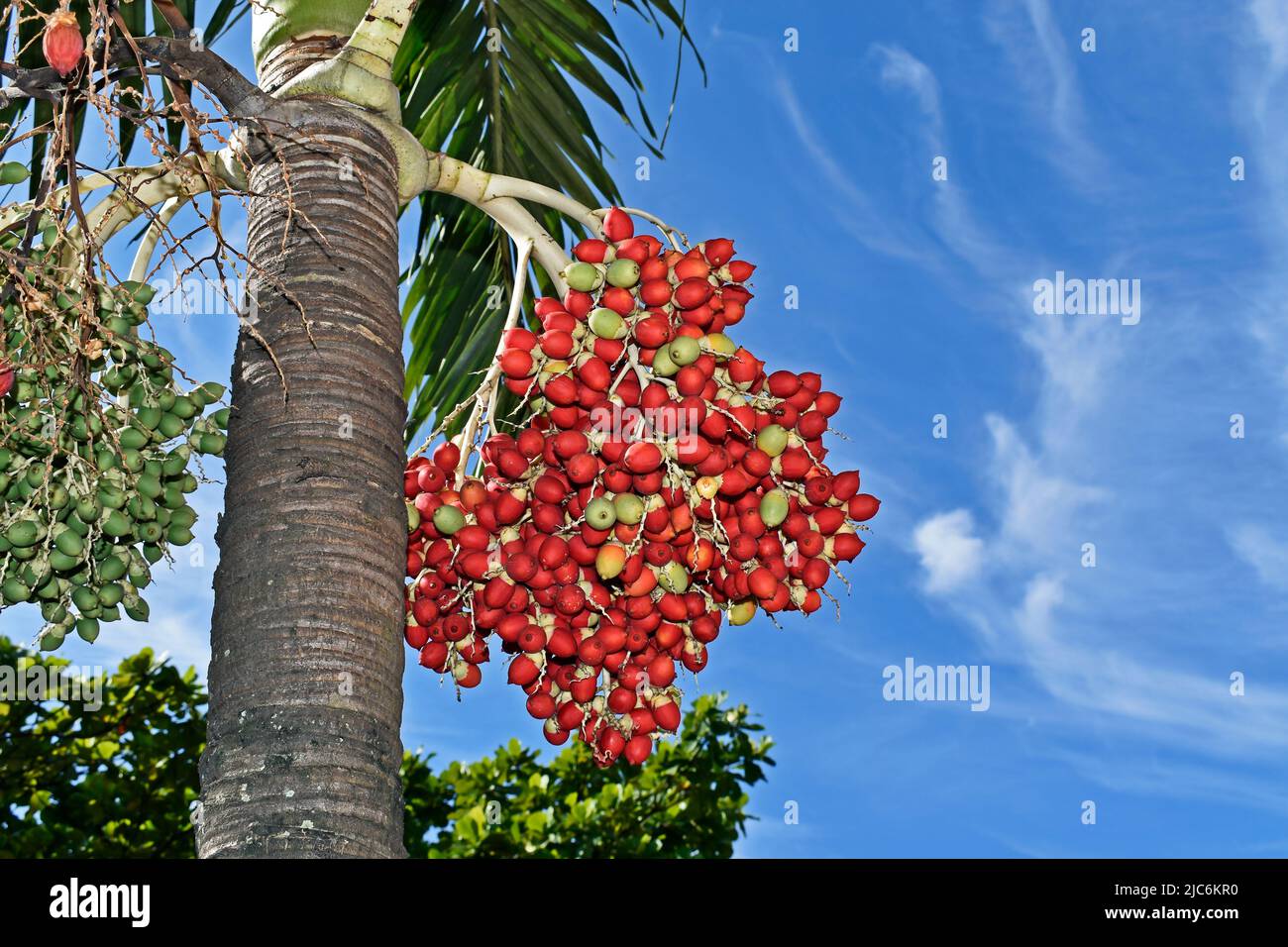 Frutos de palmera de Manila (Adonidia merrillii), Río de Janeiro Foto de stock