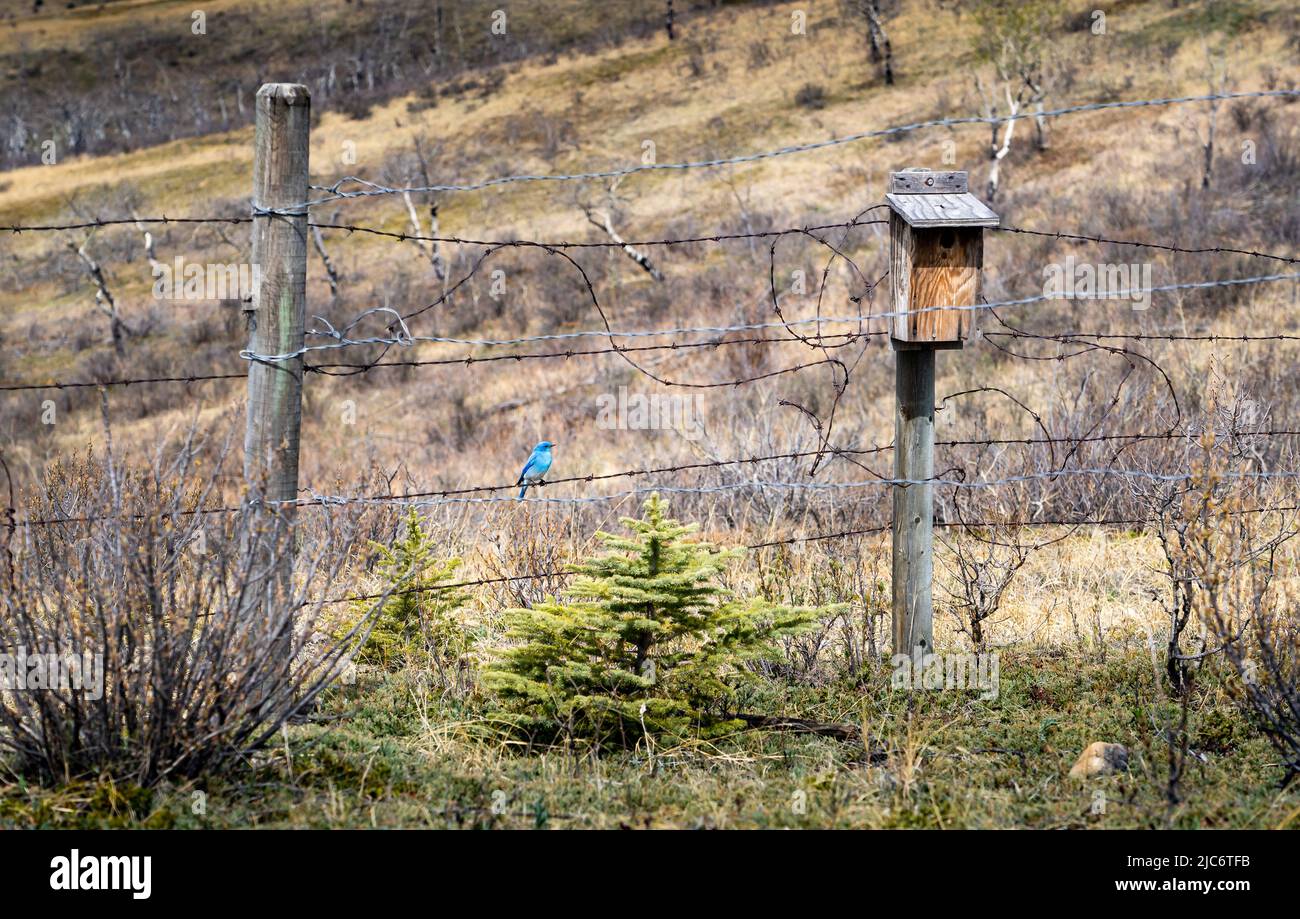 Un guía de Mountain Blue Bird fuera de una casa de aves hecha por un hombre en Glenbow Ranch Provincial Park Alberta Canadá. Foto de stock