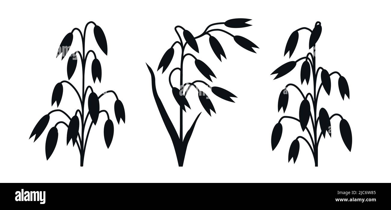 Diferentes símbolos de la planta de avena agricultura vector ilustración conjunto de iconos Ilustración del Vector