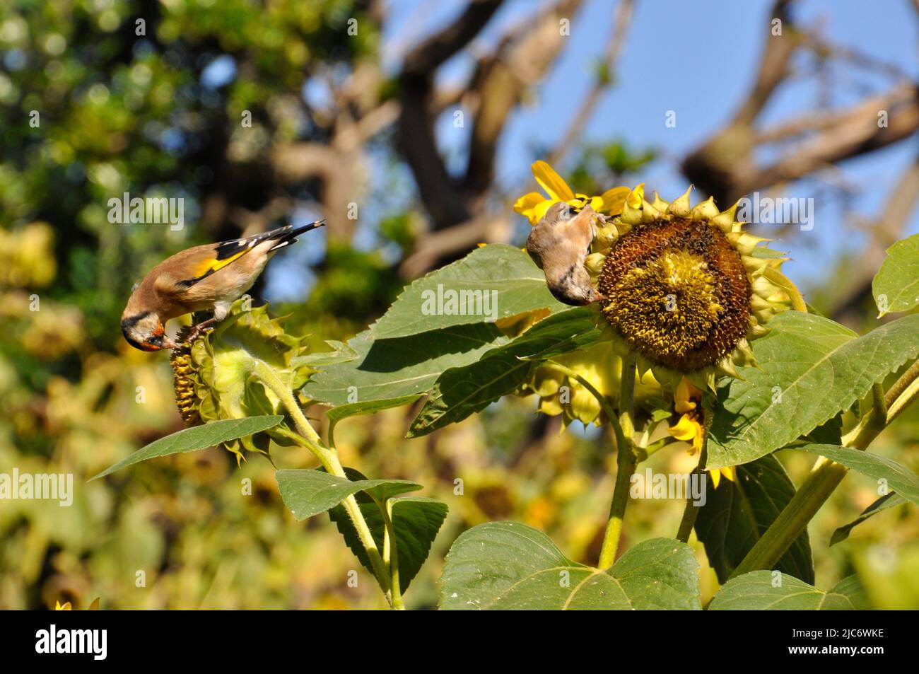 Goldfinches, 'Carduelis carduelis' acróticamente alimentándose de la semilla de girasoles 'Helianthus' creciendo en un pequeño campo en la isla de San Martín, Foto de stock