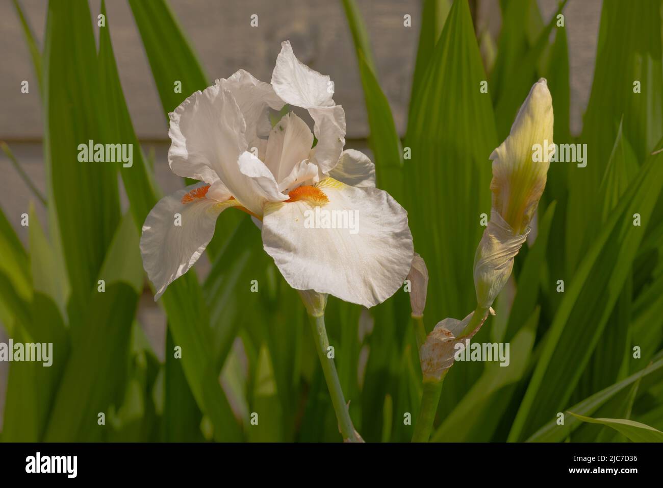 Flor y capullo del iris blanco germanica o iris barbudo Foto de stock