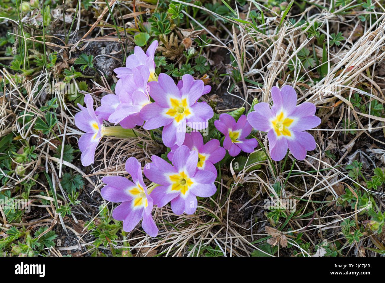 Hermosas flores comunes violeta de onagra en hierba verde primavera. Primula vulgaris. Primer plano de pétalos de plantas silvestres de floración morada, centro amarillo. Foto de stock