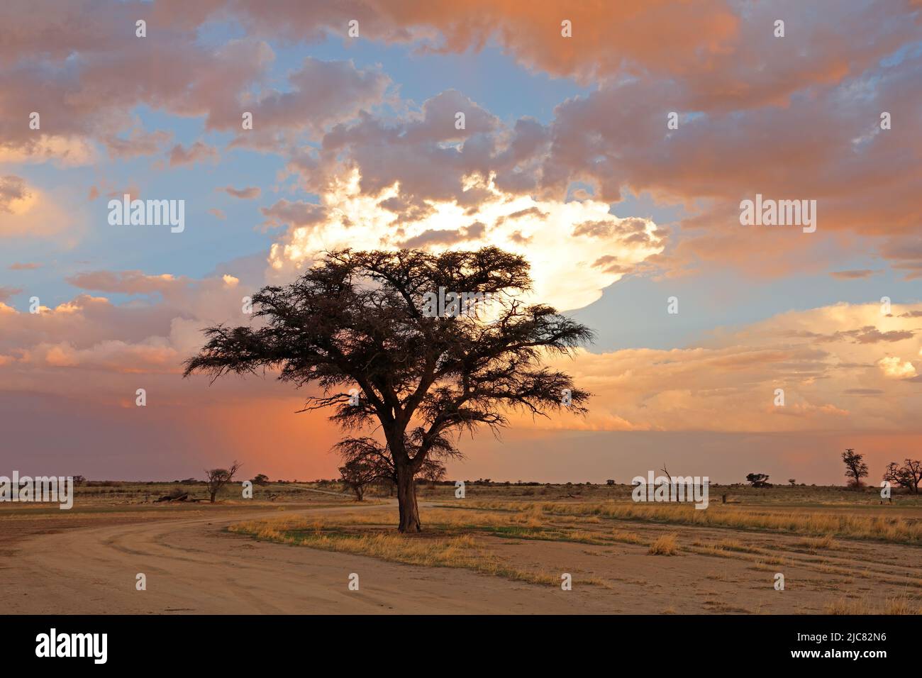 Atardecer con siluetas Thorn Tree Africana y las nubes, el desierto de Kalahari, Sudáfrica Foto de stock