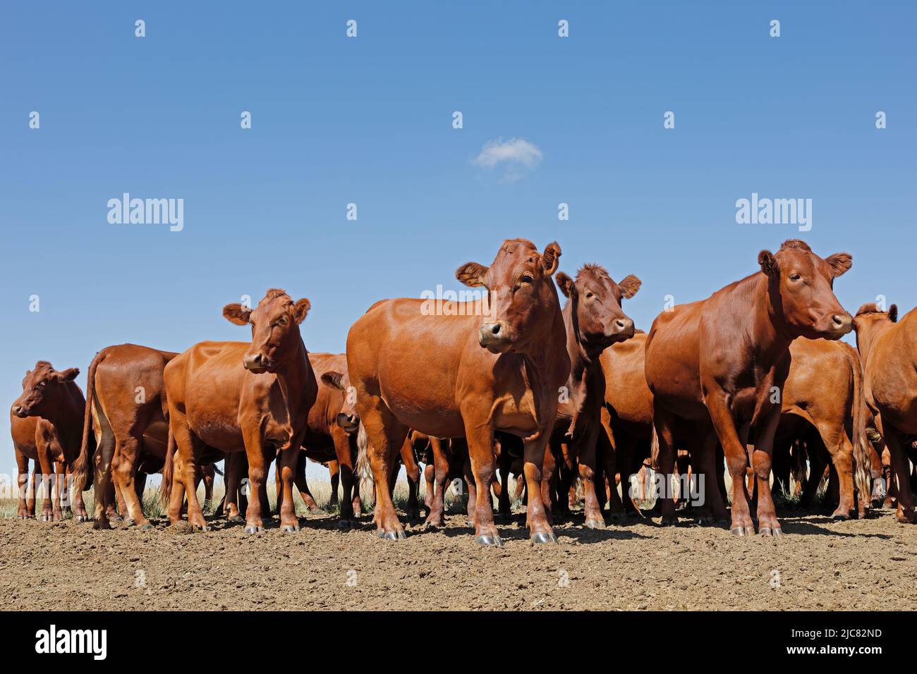 Pequeño rebaño de intervalo libre de ganado en una finca rural, Sudáfrica Foto de stock