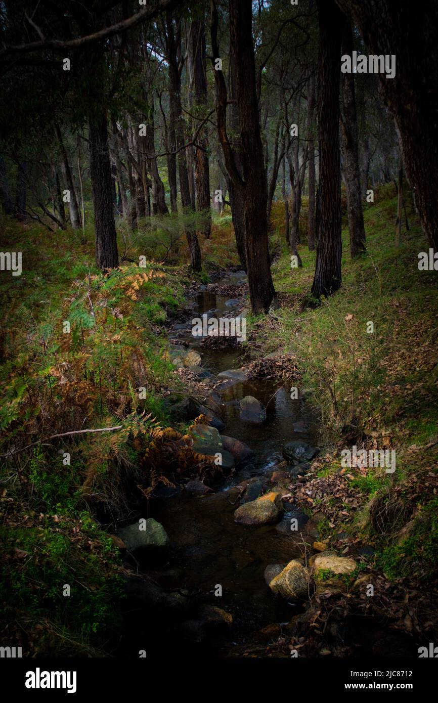 Arbusto australiano - Serie Treeholes Foto de stock
