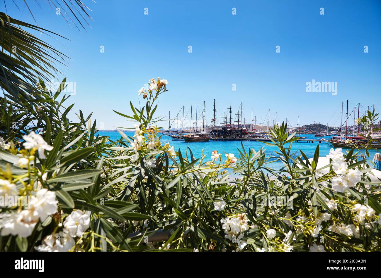 Vista de la playa de Bodrum desde el Paseo Marítimo. Barcos de vela, yates en el mar Egeo con flores blancas en primer plano en Bodrum ciudad portuaria de Turquía Foto de stock