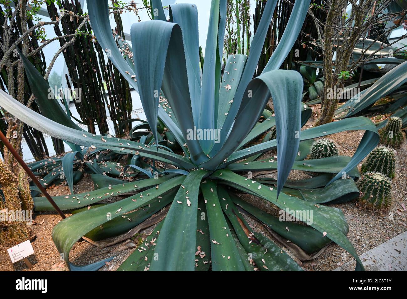 vera plant at forest leaves fotografías e imágenes de alta resolución - Alamy