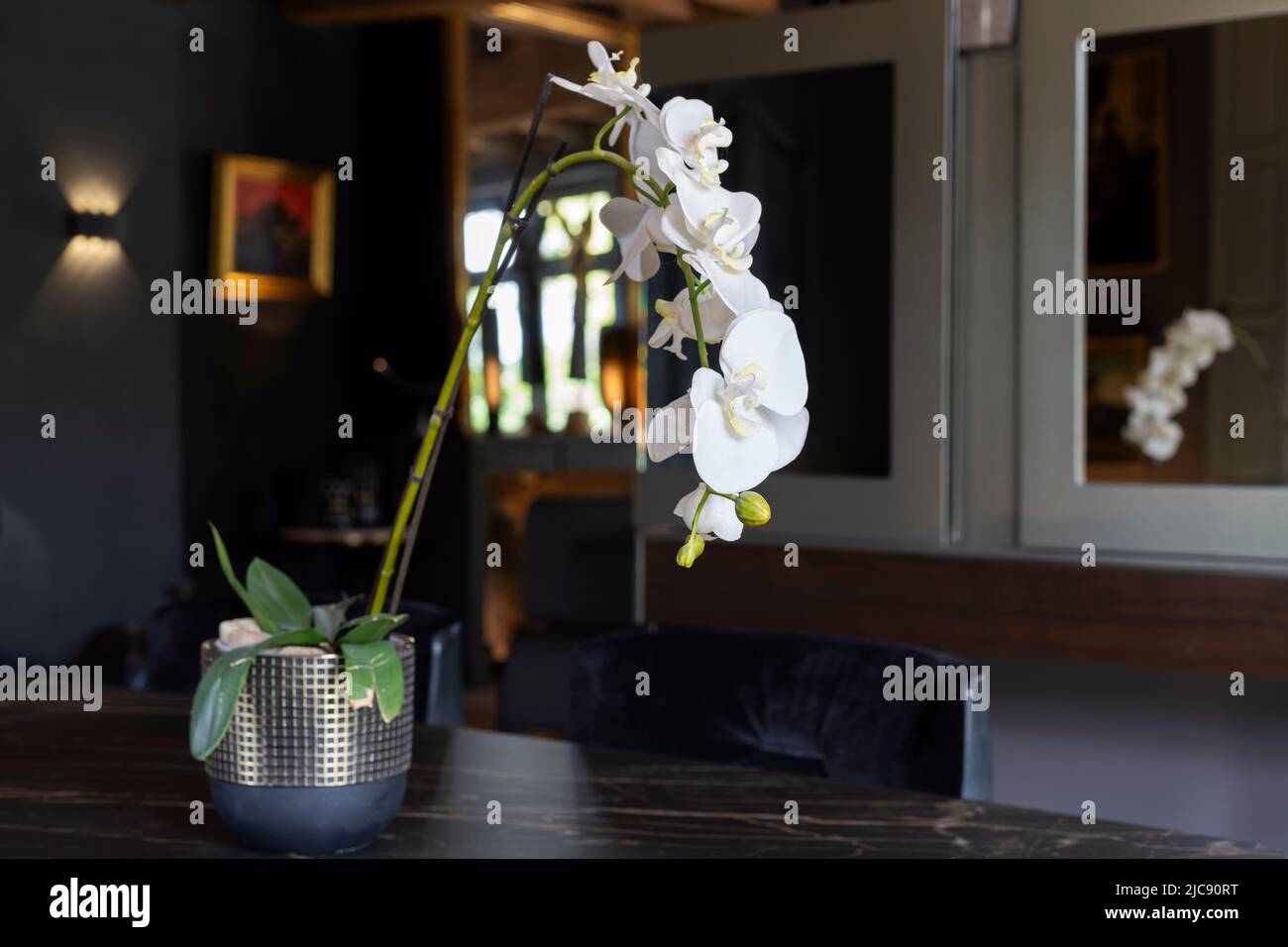 Orquídea blanca en un romm vivo Foto de stock
