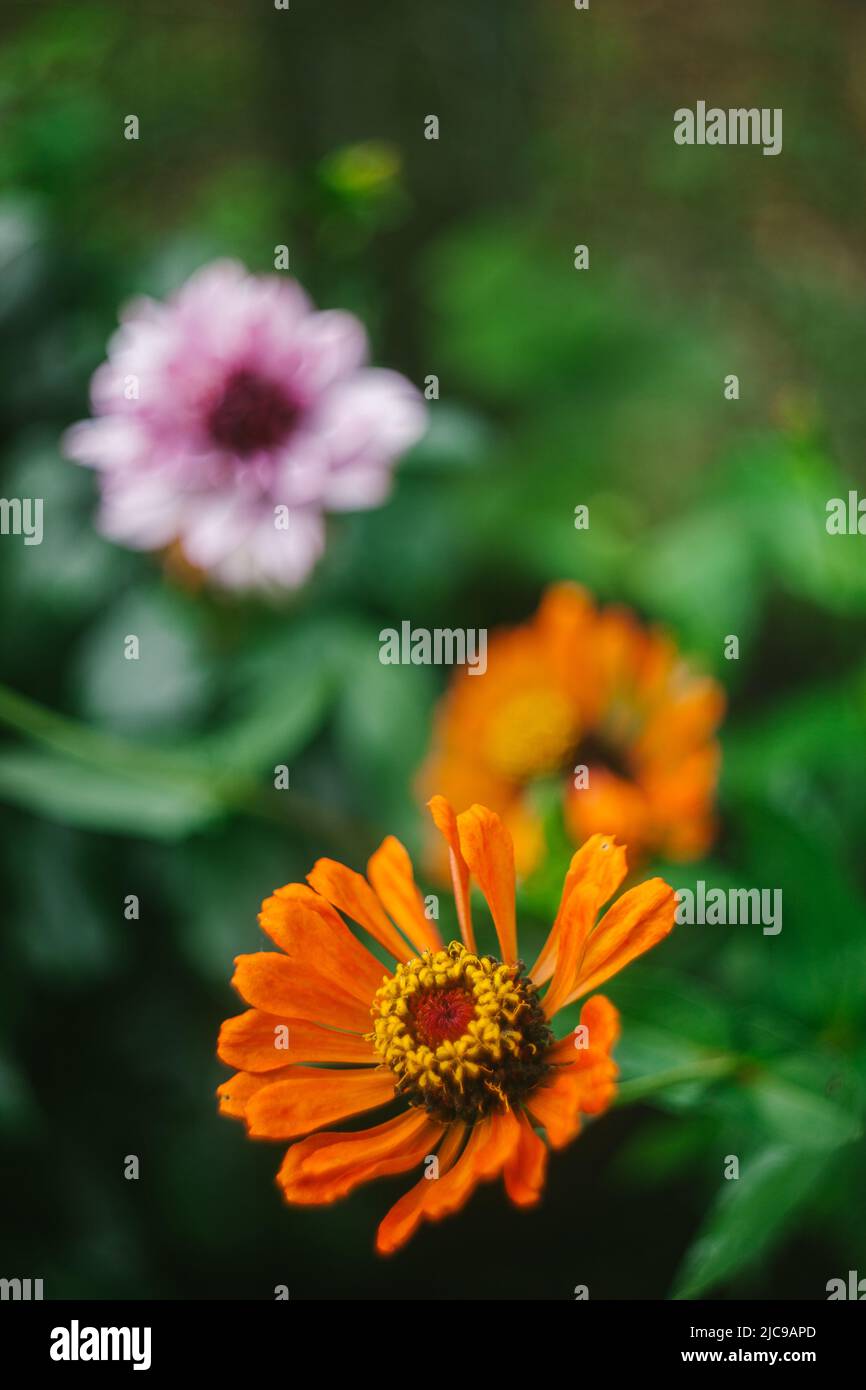 Dahlia Flores crecen en un jardín de verano Foto de stock