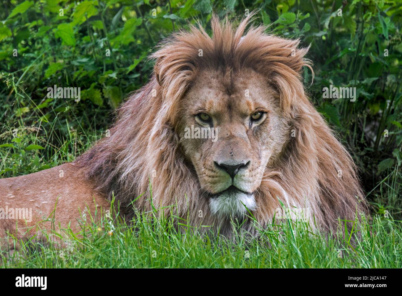 León barbero / león del norte de África / león bereber / león atlas / león egipcio (Panthera leo leo) Fierísimo hombre en el zoológico, extinto en la naturaleza Foto de stock