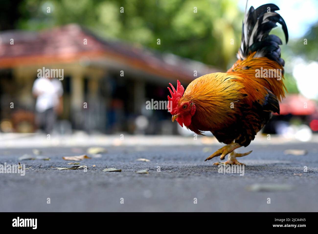 Yakarta, Indonesia. Gallo de gallo deambulando por las calles para comer. IMAGEN DE SAM BAGNALL Foto de stock