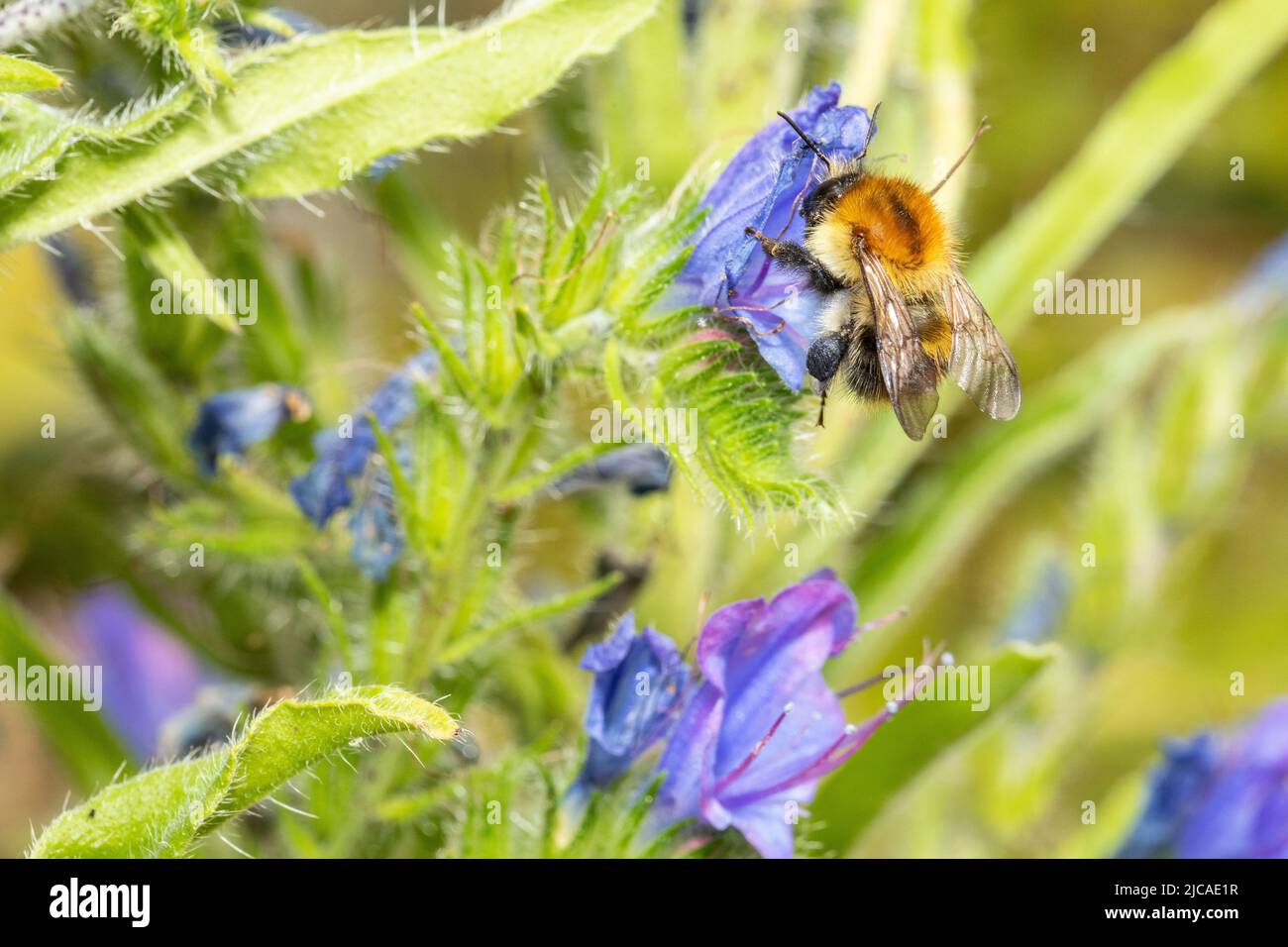 Común carder abejorro visitante flor en un jardín en el sur de Inglaterra. Los abejorros son un grupo importante de polinizadores amenazados por el cambio climático. Foto de stock