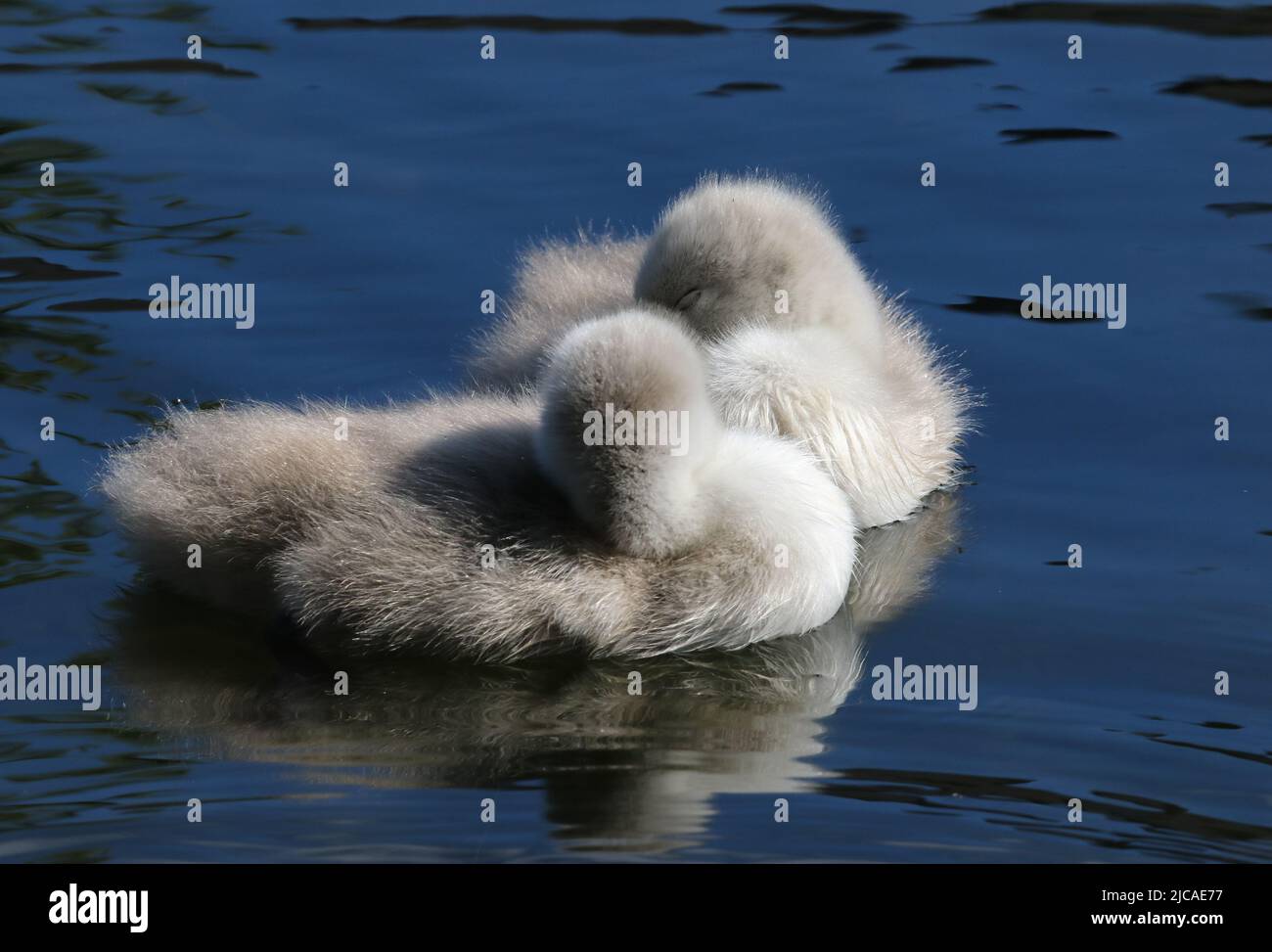 Dos redes de cisnes dormidas mientras flotan en el agua. Polluelos bonitos con suaves plumas de plumas suaves y esponjosas. Gran Canal, Dublín, Irlanda Foto de stock