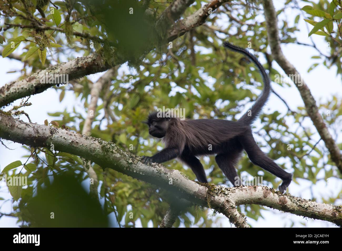 Mono mangabey con pezuñas grises caminando por el dosel del bosque, Uganda. Foto de stock