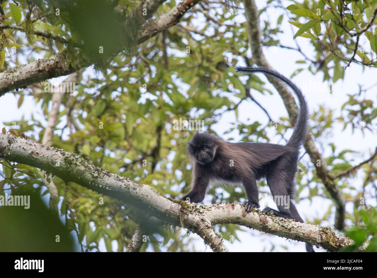 Mono mangabey con pezuñas grises caminando por el dosel del bosque, Uganda. Foto de stock