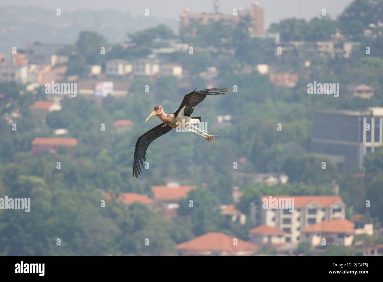 Una cigüeña Marabou rodeando las térmicas sobre Kampala, Uganda, donde prosperan en la ciudad. Foto de stock