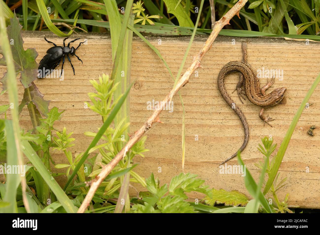 El escarabajo del aceite y el lagarto común que comparten un punto de tomar el sol, Devon, Inglaterra, Reino Unido. Foto de stock
