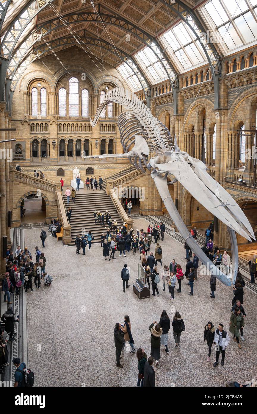 Un esqueleto de ballena azul en el Museo de Historia Natural. Exhibition Road, South Kensington, Londres. Foto de stock