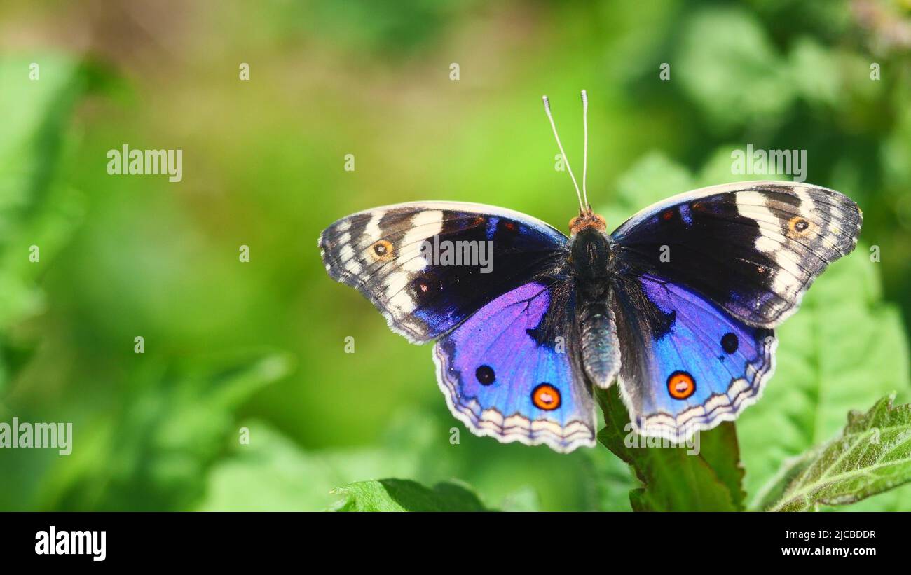 Mariposa de Pansy Azul en el árbol con fondo verde natural, el patrón se asemeja a los ojos anaranjados en el ala negra y azul y púrpura y amarilla Foto de stock