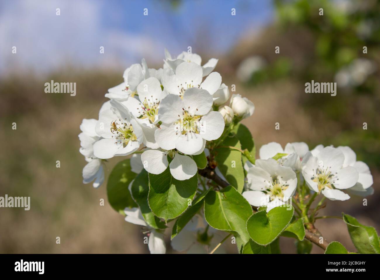 Árbol de flores silvestres de madera de pera en la huerta floreciendo de primavera Foto de stock