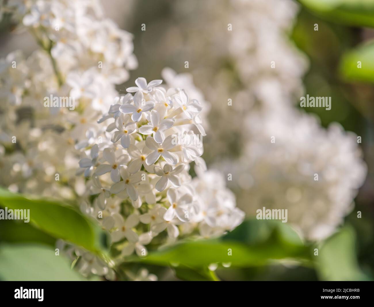 Flores lilas blancas en flor en primavera. Ramas con flores de primavera  lila Fotografía de stock - Alamy