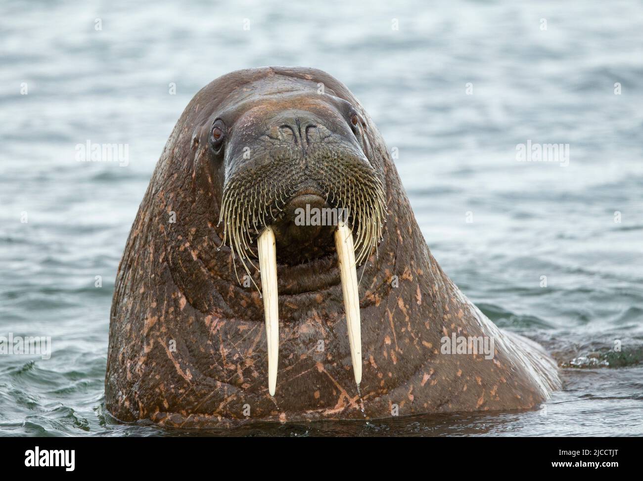 La Morsa Femenina Mira La Cámara Foto de archivo - Imagen de archipiélago,  miradas: 183546560