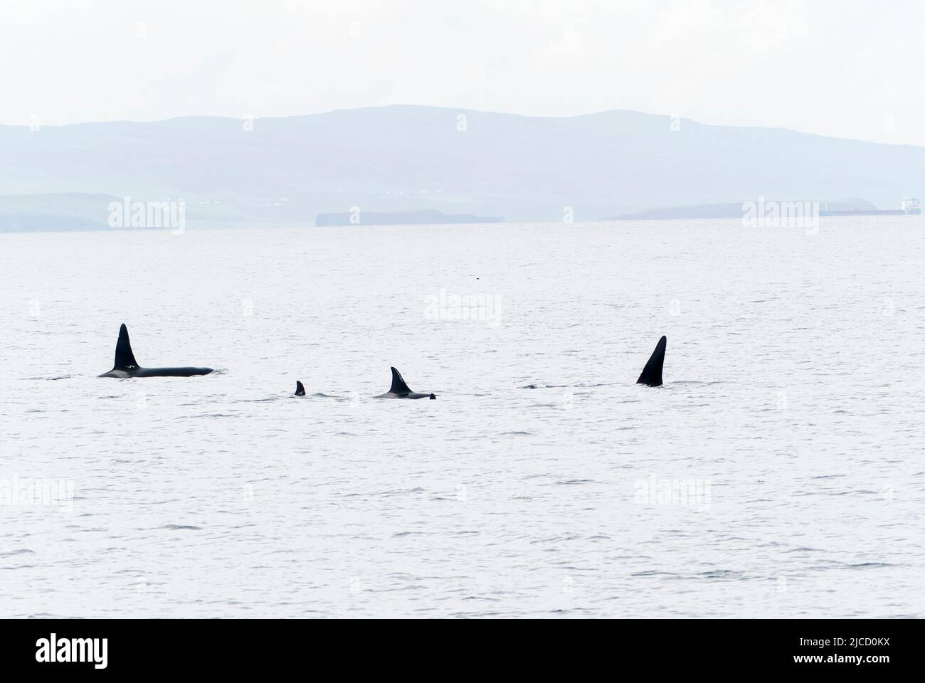 Orca o orca asesina, Orcinus orca, vaina de 4 individuos con aletas dorsales visibles, frente a Lochmaddy, Escocia, Reino Unido, 28 de mayo de 2022 Foto de stock