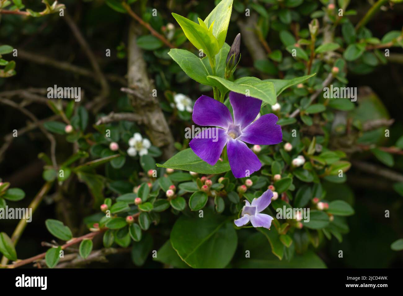 Vincamina fotografías e imágenes de alta resolución Alamy