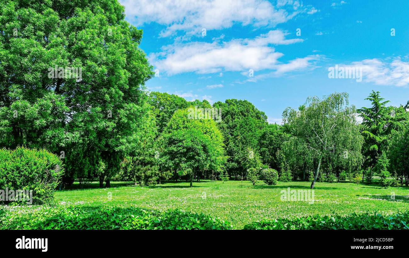 Patio trasero y jardín con árboles, césped verde en el césped y cielo azul con nubes blancas Foto de stock