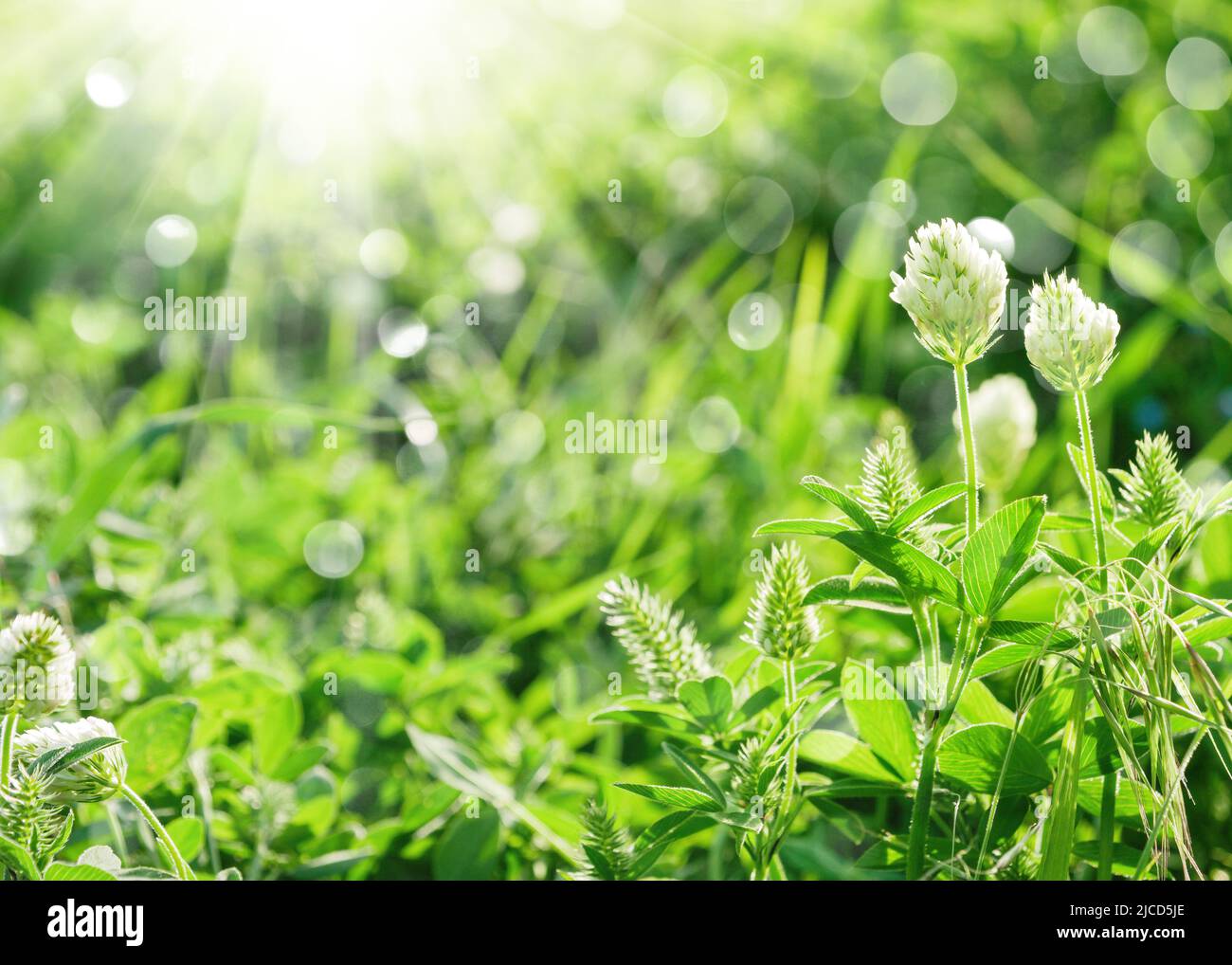 Primavera o verano de fondo natural con hierba verde, flores silvestres y bokeh Foto de stock