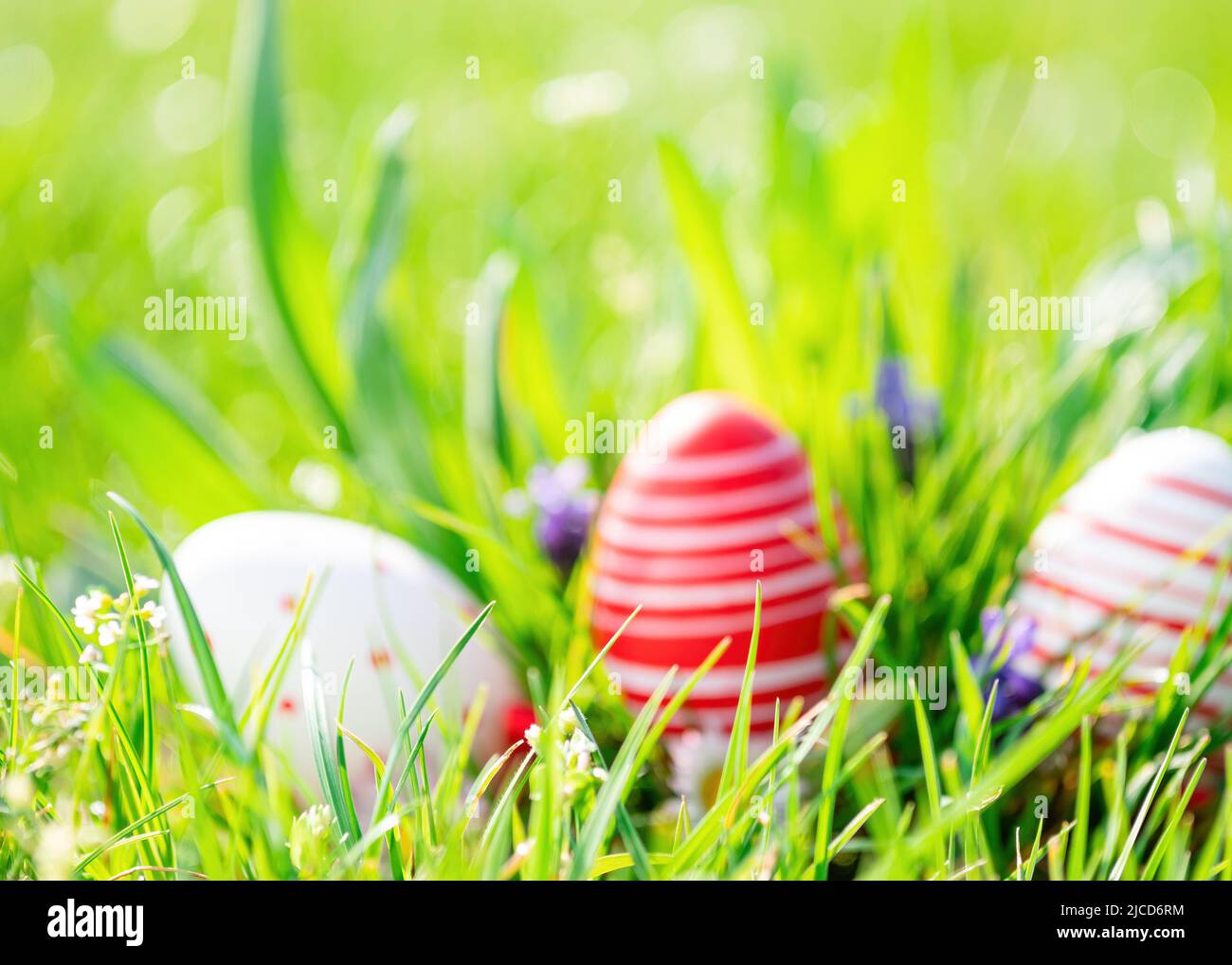 Fondo de Pascua con huevos coloridos en hierba verde Foto de stock