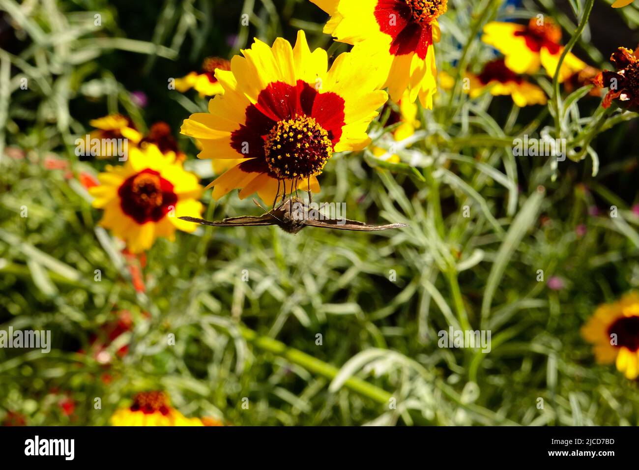 Mariposa funeral Duskywing ( Erynnis funeralis ) en Coreopsis basalis