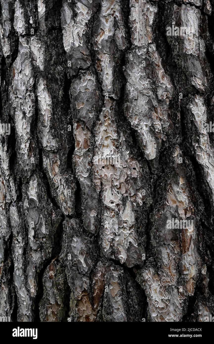 primer plano de textura expresiva de corteza de pino Foto de stock