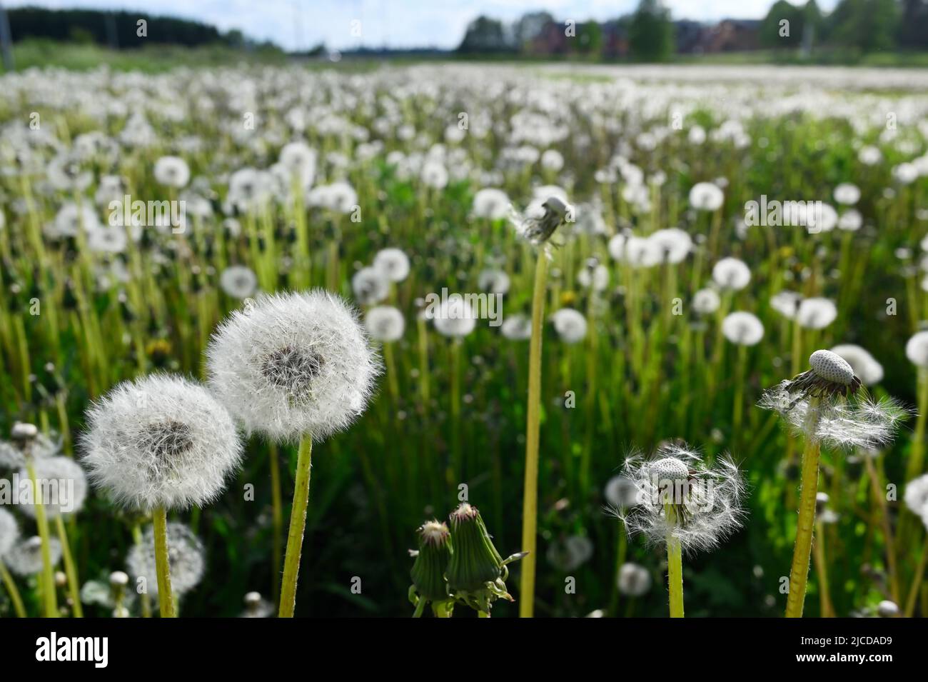 albóndigas de diente de león o cabezas de semillas en un prado en verano Foto de stock
