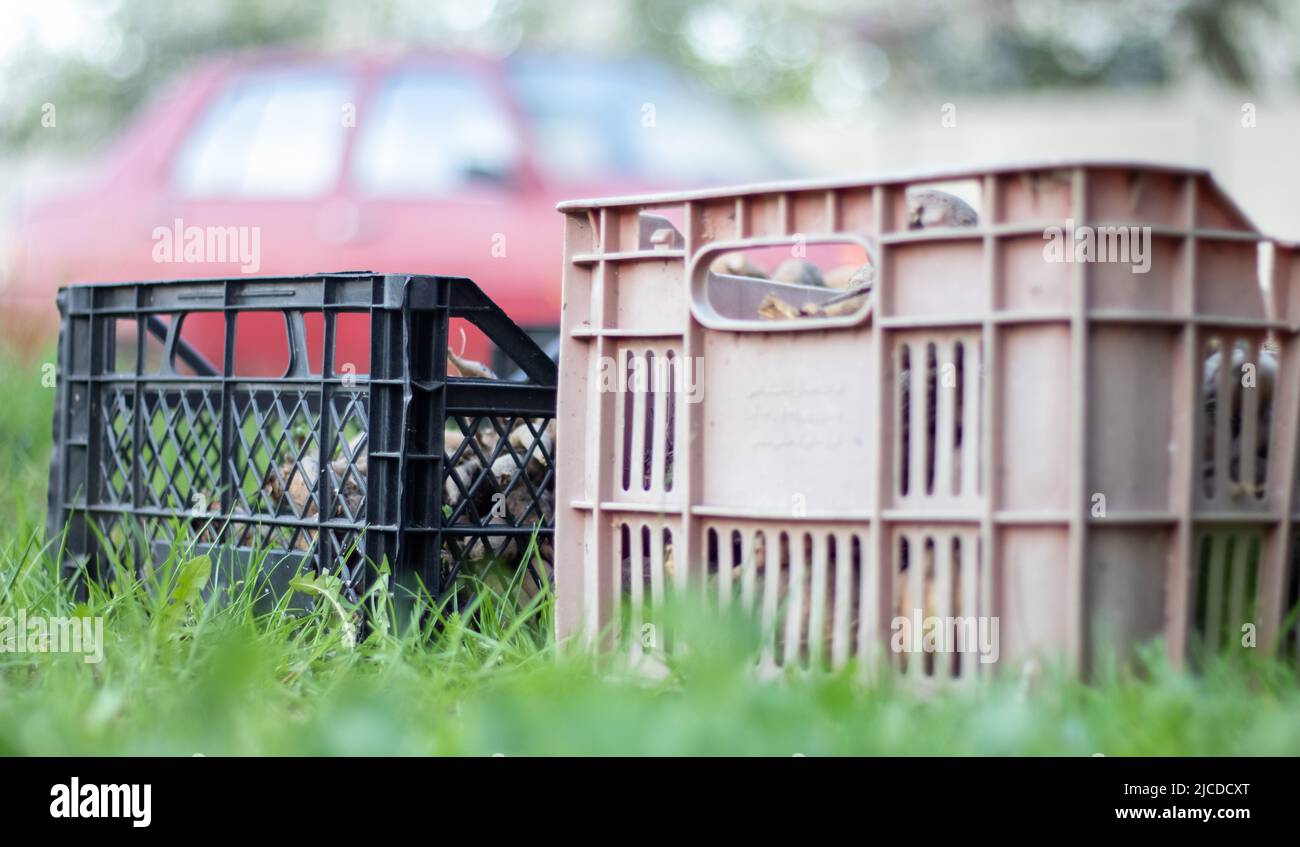 Cajas negras de plástico para jardín con raíces de flores dahlia. Los tubérculos de la flor se secan hacia fuera en el sol. Tubérculos de plantas y flores. Temporada de siembra de Dahlia. Muchos dahl Foto de stock