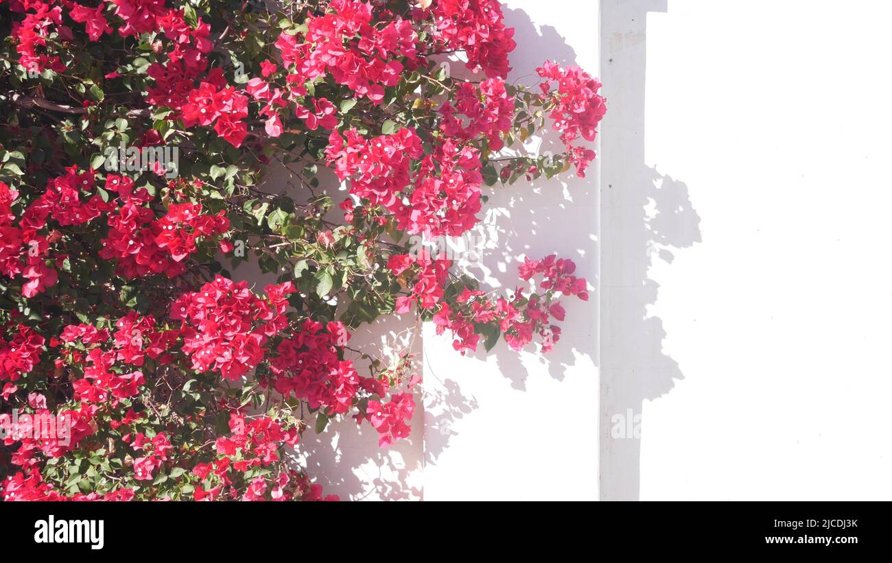 Flores de color rojo carmesí buganvillas florecen o florecen, sombra en la  pared blanca de la casa. Jardín de estilo mexicano o español en California,  Palm Springs, Estados Unidos. Flora tropical exótica,