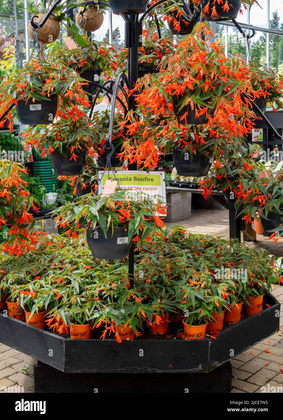 Una exhibición brillante de plantas de flores de color naranja de Begonia Bonfire en venta en un North Yorkshire Garden Center Foto de stock
