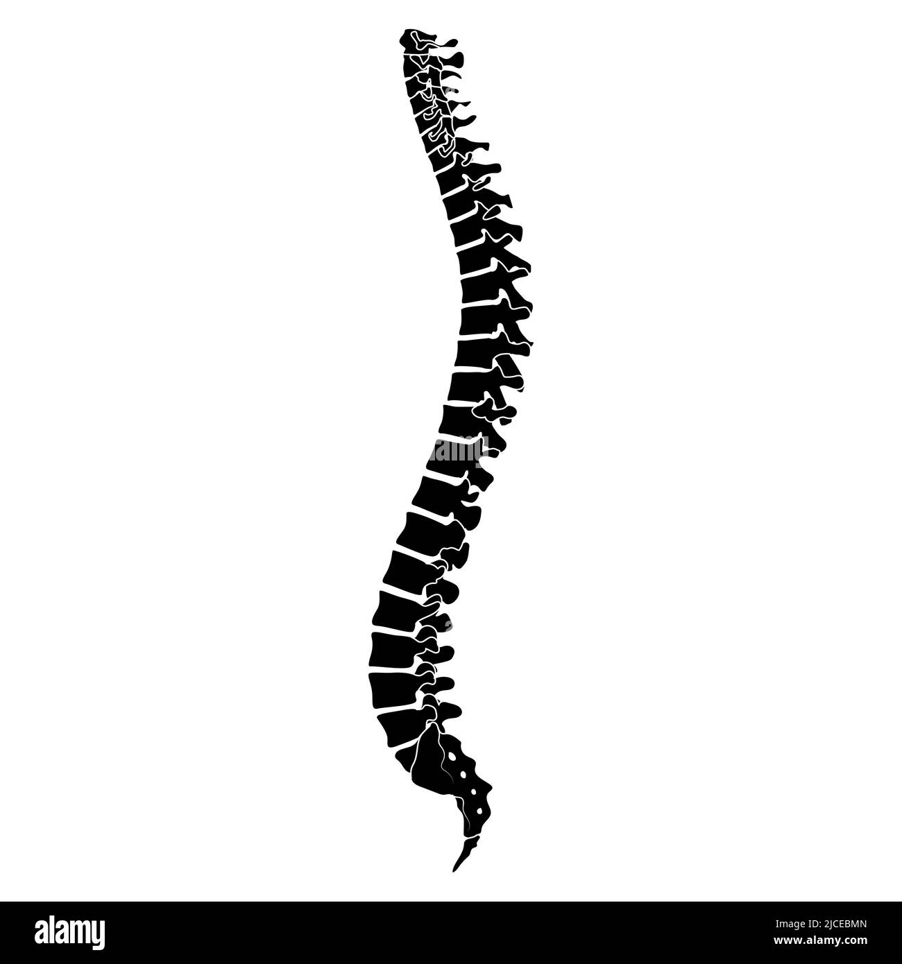 Esqueleto Columna Vertebral Humana Silueta Espina Dorsal Cuerpo Huesos Sacro Vértebras Lado 7265