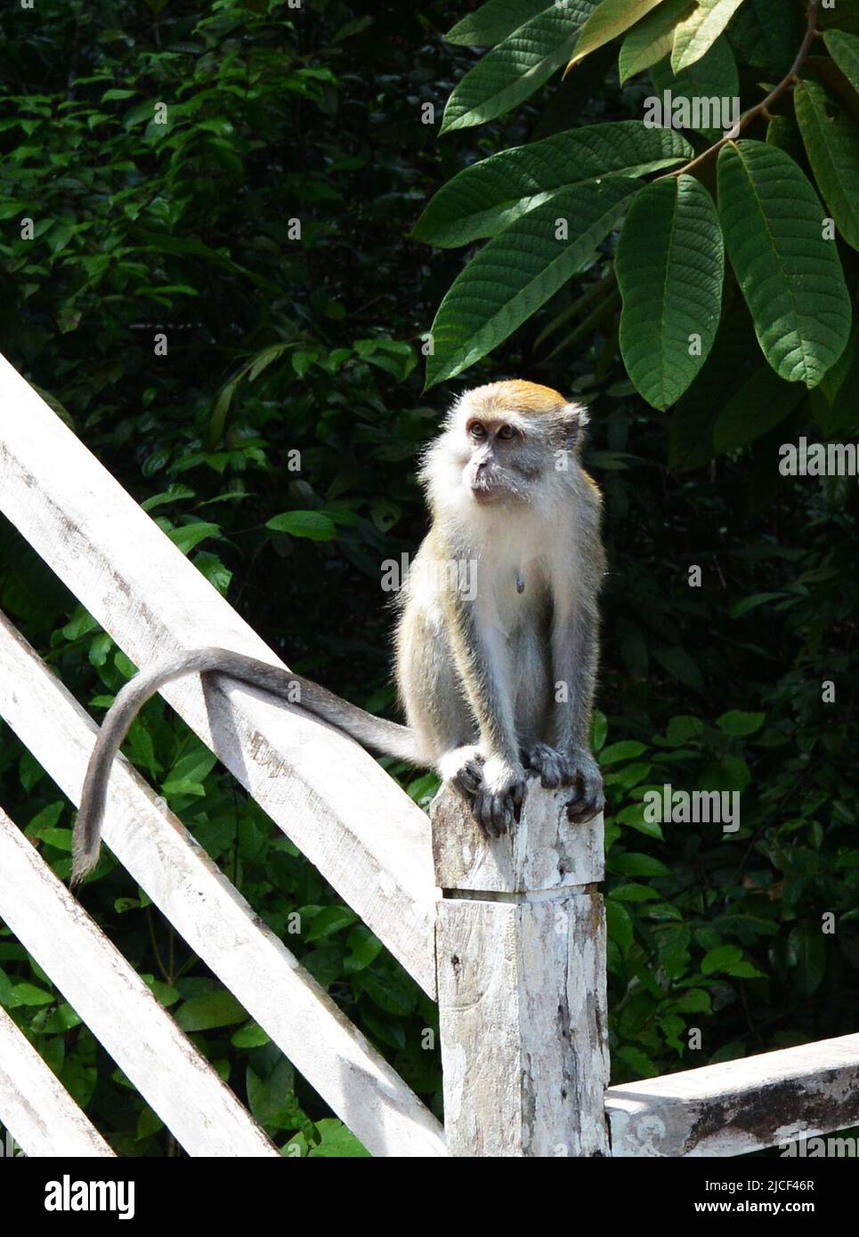 Un mono Macaque en el pueblo cultural Sarawak , Borneo, Malasia. Foto de stock