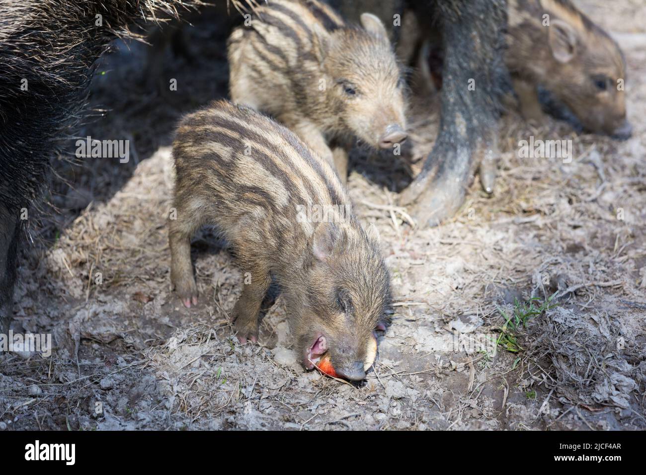 Lechón de jabalí comiendo una manzana. Foto de stock