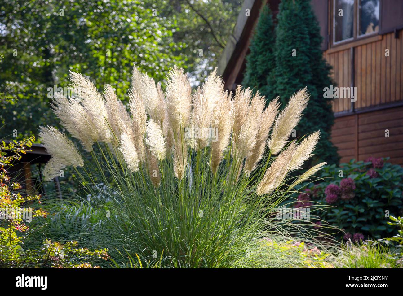 La hierba de Pampas como planta decorativa en un jardín Foto de stock