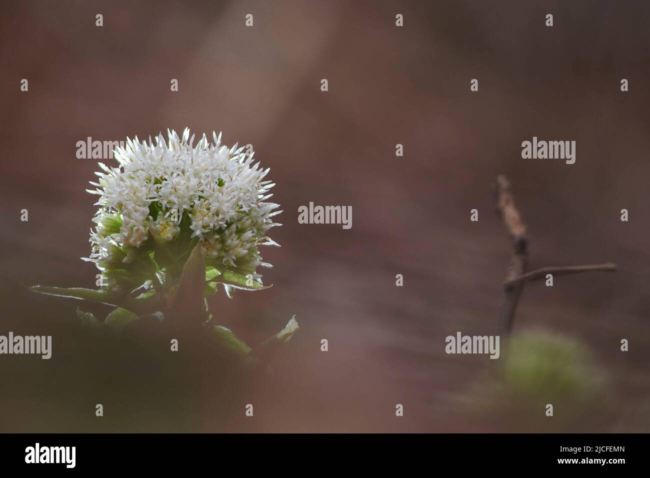 Flores en primavera, butterbur blanco, petasites albus, flor, cerca Foto de stock