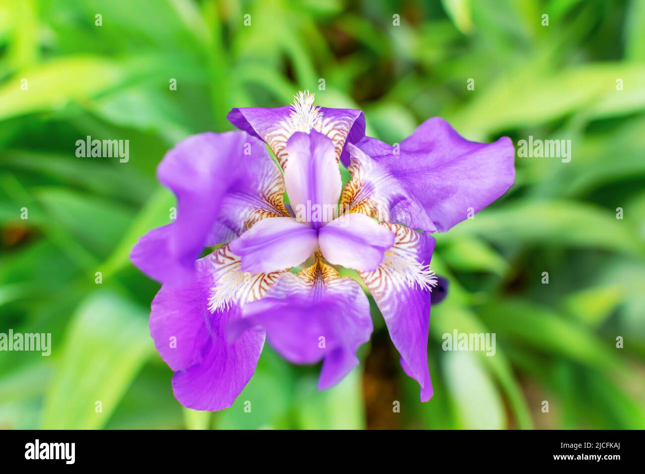 Iris de orquidea fotografías e imágenes de alta resolución - Alamy