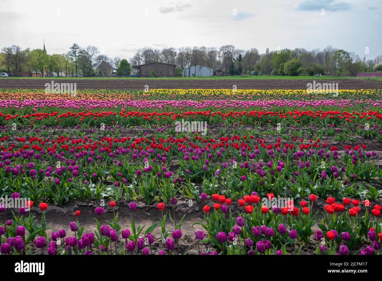 Tulipanes, campo de tulipanes, Schwaneberg, Sajonia-Anhalt, Alemania Foto de stock