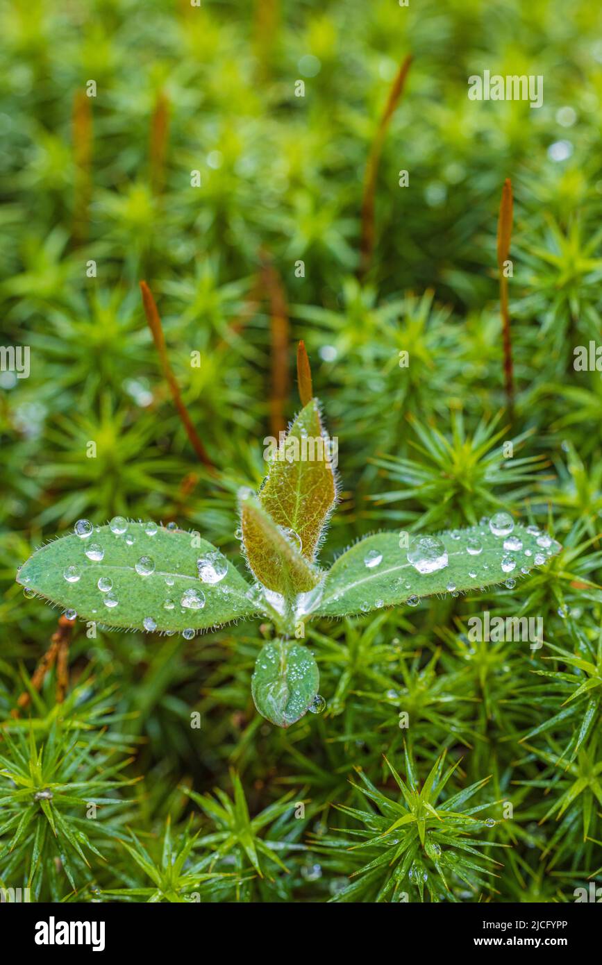 Naturaleza en detalle, musgo, planta con gotas de agua, vida forestal Foto de stock
