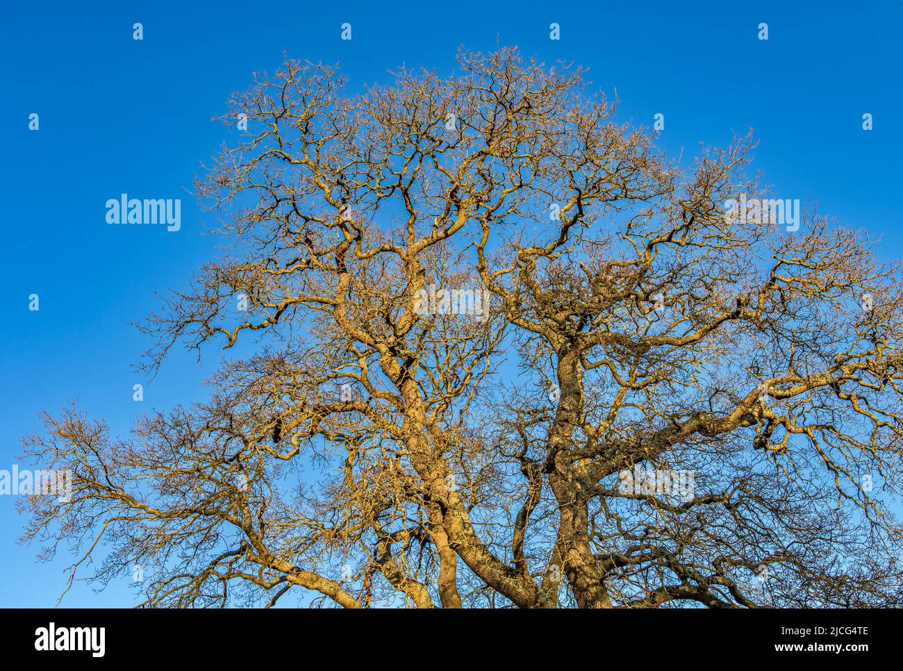 Un gran roble inglés, Quercus rober , sin hojas en el sol de invierno contra un cielo azul , Inglaterra, Reino Unido Foto de stock