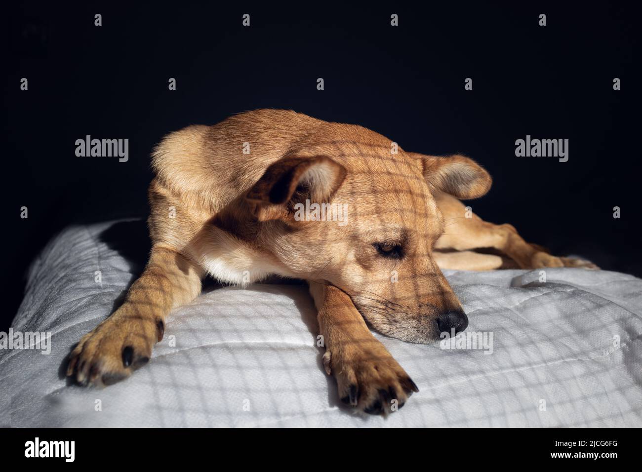 Un perro de raza mixta enjaulado tendido tristemente sobre una manta blanca en la oscuridad con sombras de jaula en el pelo Foto de stock